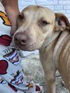 adoptable Dog in  named RICK