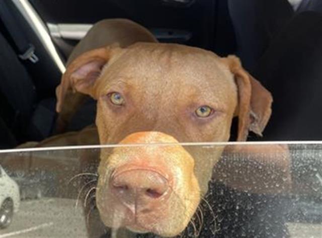 adoptable Dog in San Antonio, TX named MORTY