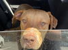 adoptable Dog in  named MORTY