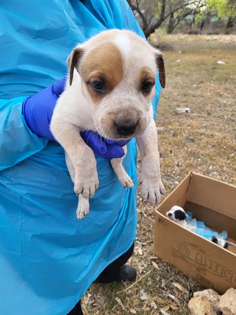 adoptable Dog in San Antonio, TX named BODHI