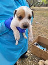 adoptable Dog in  named BODHI