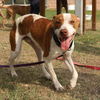 adoptable Dog in  named BLUE