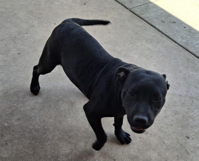 adoptable Dog in San Antonio, TX named GUPPIE