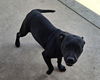 adoptable Dog in  named GUPPIE