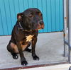 adoptable Dog in  named NILA