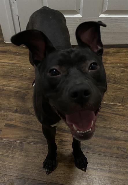 adoptable Dog in San Antonio, TX named EAST