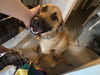 adoptable Dog in  named FEISTY