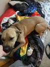 adoptable Dog in  named COFFEE