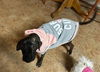adoptable Dog in  named FANCY