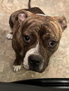 adoptable Dog in  named BOOT