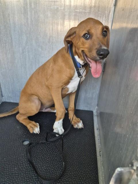 adoptable Dog in San Antonio, TX named BUSTER