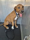 adoptable Dog in  named BUSTER