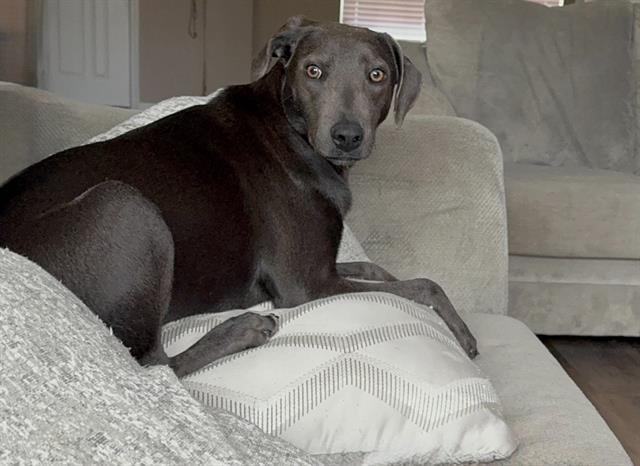 adoptable Dog in San Antonio, TX named IRIS
