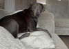 adoptable Dog in  named IRIS