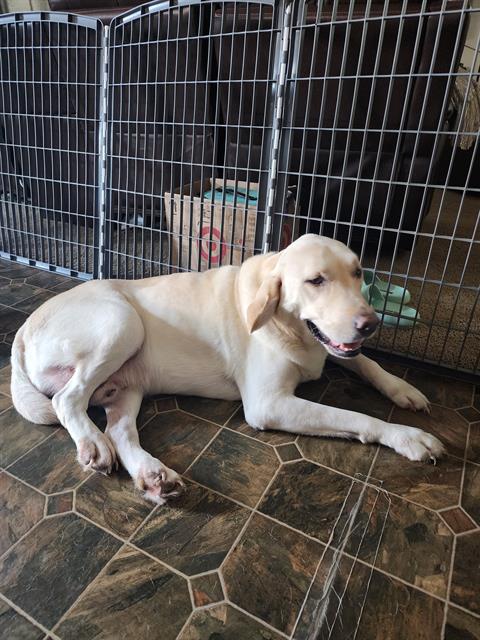 adoptable Dog in San Antonio, TX named BAILEY