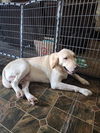 adoptable Dog in  named BAILEY