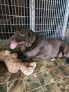 adoptable Dog in  named BRODY