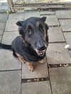 adoptable Dog in  named PANTHER