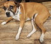 adoptable Dog in  named ROGUE