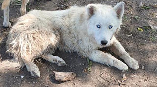 adoptable Dog in San Antonio, TX named PALOMA