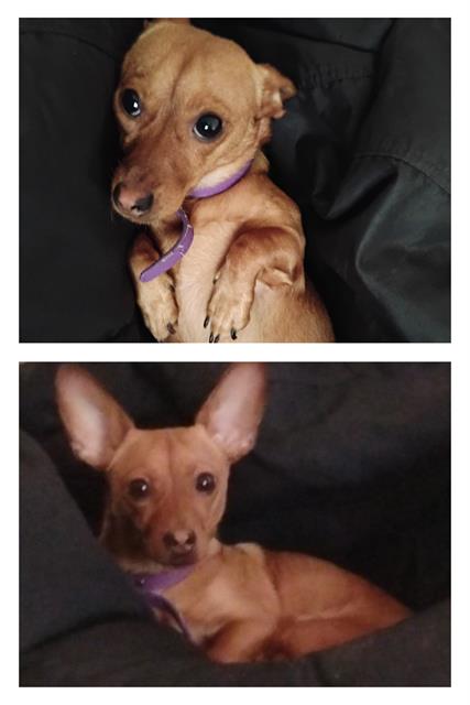 adoptable Dog in San Antonio, TX named MOCHA