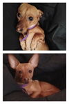 adoptable Dog in  named MOCHA