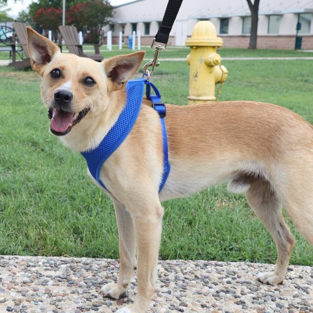 adoptable Dog in San Antonio, TX named PATRICK
