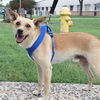 adoptable Dog in  named PATRICK