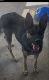 adoptable Dog in  named PEANUT
