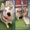 adoptable Dog in  named SHADOW
