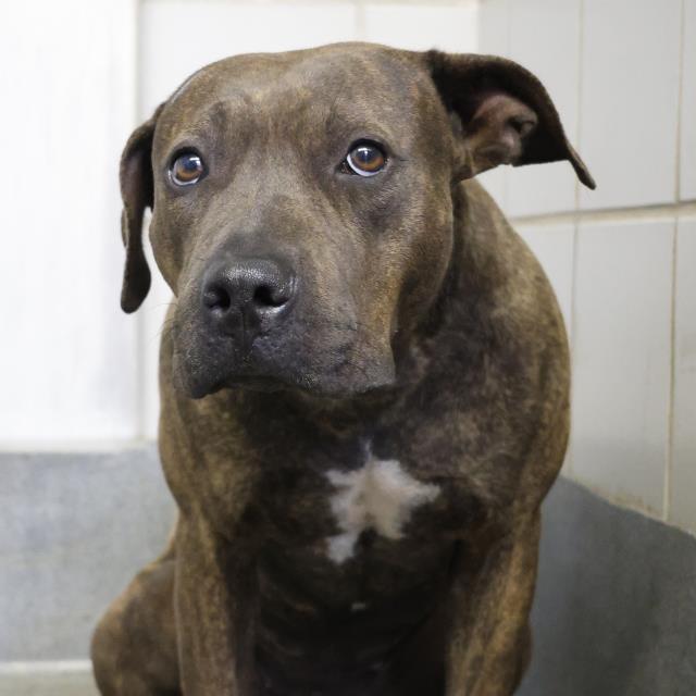 adoptable Dog in San Antonio, TX named MERIDA