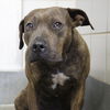 adoptable Dog in  named MERIDA