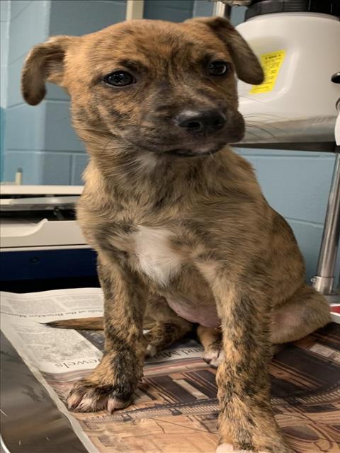 adoptable Dog in San Antonio, TX named DELILAH