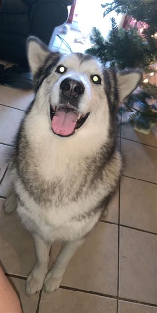 adoptable Dog in San Antonio, TX named MALAMUTE