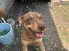 adoptable Dog in  named RUBY
