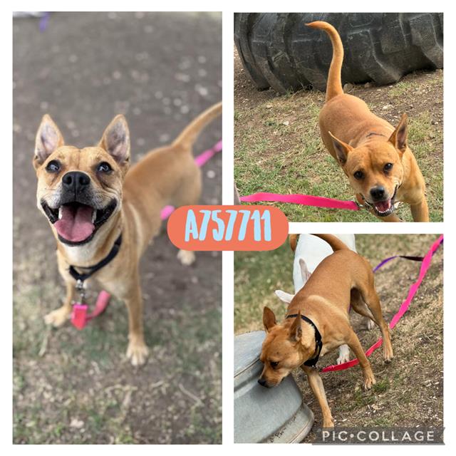 adoptable Dog in San Antonio, TX named JENNY