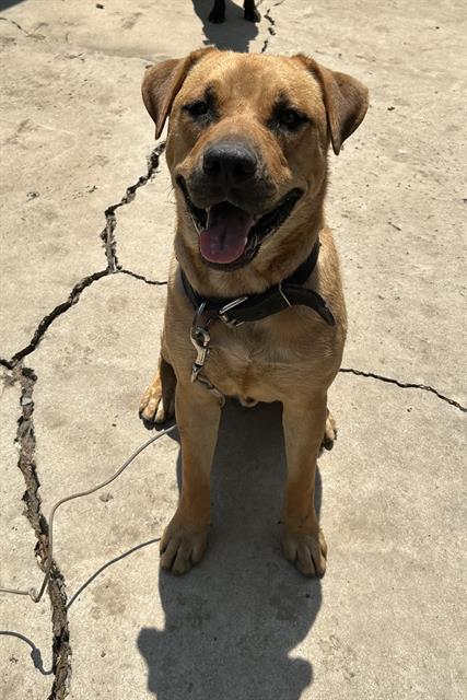 adoptable Dog in San Antonio, TX named SAUSAGE