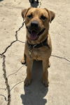 adoptable Dog in  named SAUSAGE