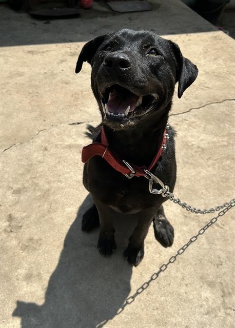 adoptable Dog in San Antonio, TX named MIDNIGHT