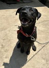 adoptable Dog in  named MIDNIGHT