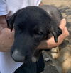 adoptable Dog in  named MOON