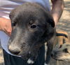 adoptable Dog in  named STAR