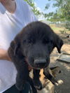 adoptable Dog in  named COMET