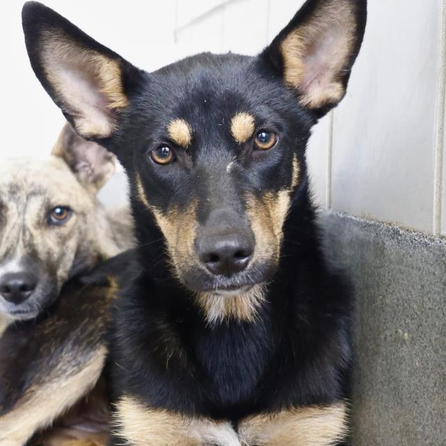 adoptable Dog in San Antonio, TX named LADYBUG