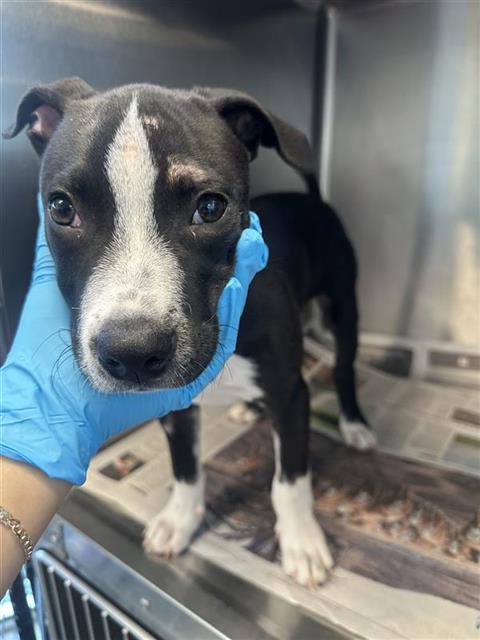 adoptable Dog in San Antonio, TX named BILLY