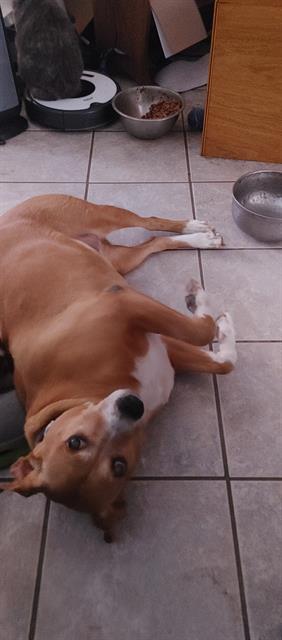 adoptable Dog in San Antonio, TX named ARIA