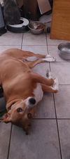 adoptable Dog in  named ARIA