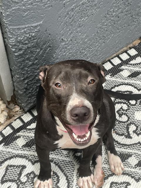 adoptable Dog in San Antonio, TX named TINY