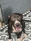 adoptable Dog in  named TINY