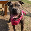 adoptable Dog in  named FAITH